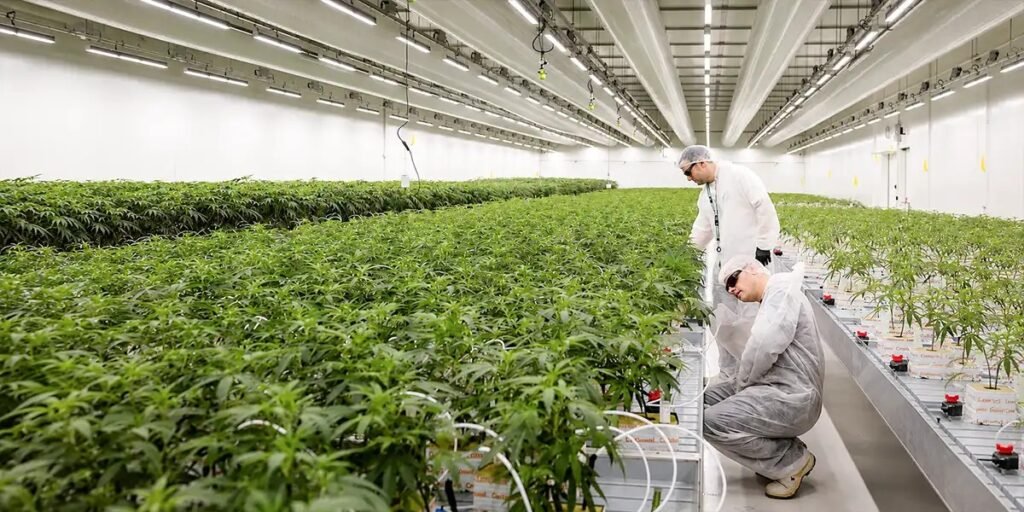Cannabis cultivation staff inspecting healthy plants inside indoor grow facility