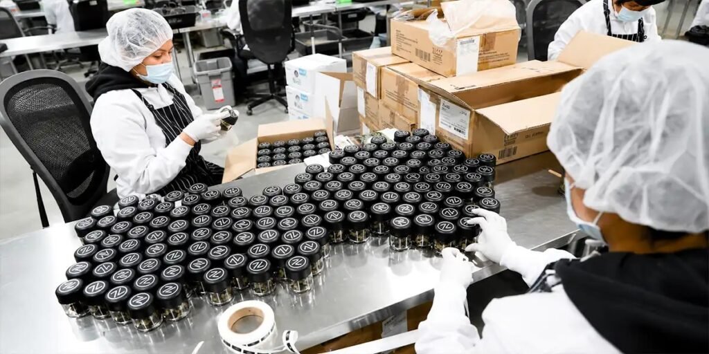Cannabis packaging workers preparing products for distribution